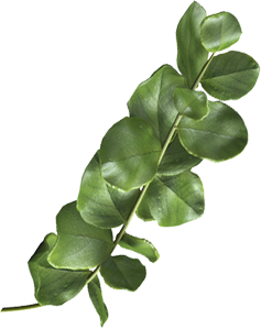 Leaf Image